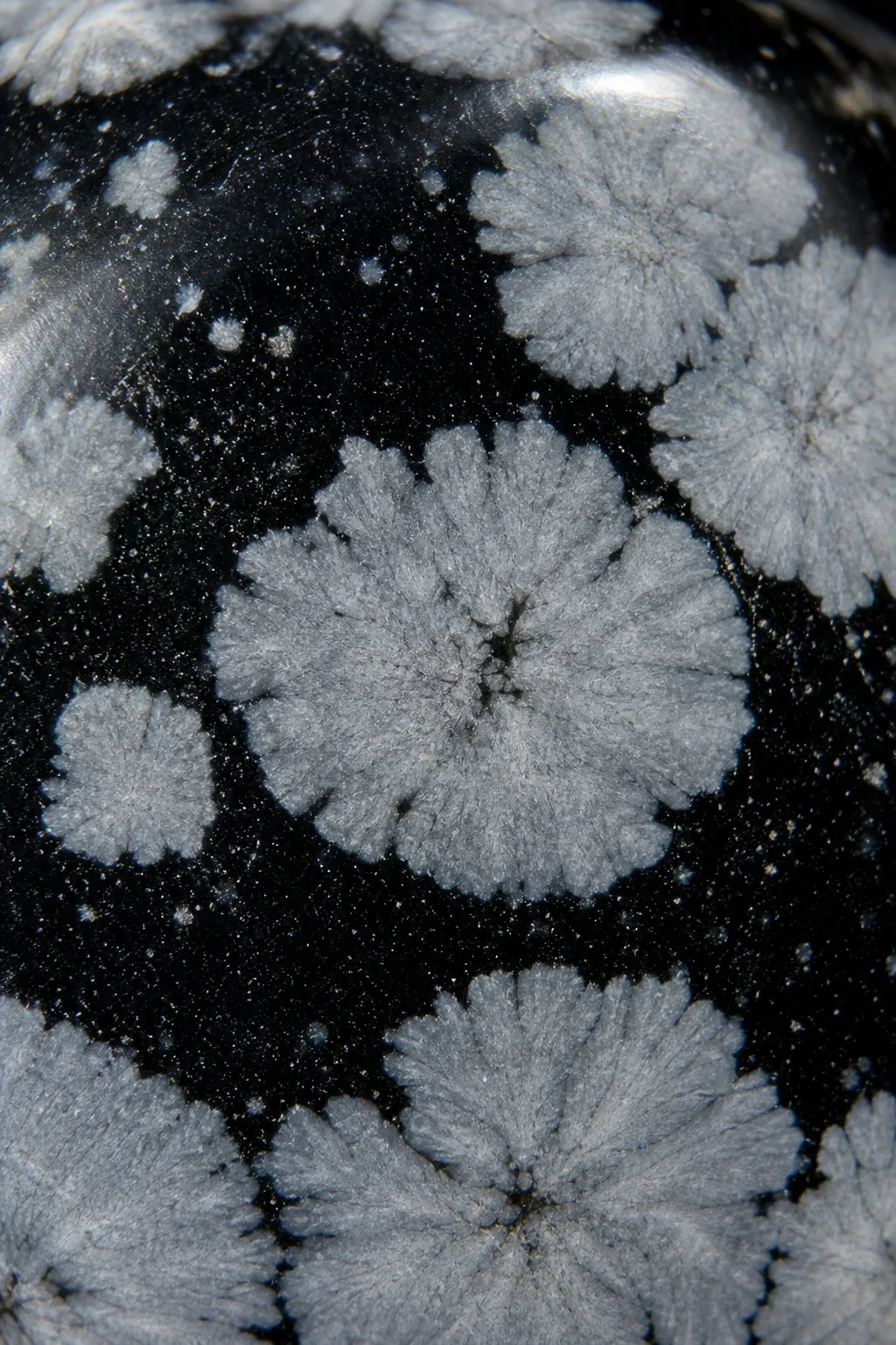 Close view of radial snowflake-like clusters in polished snowflake obsidian